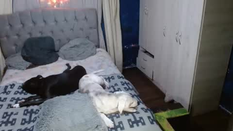 Snapshot of _azalea_65 chatting on September 11, 2025, 2:55 am _azalea_65 online show from September 11, 2025, 2:55 am