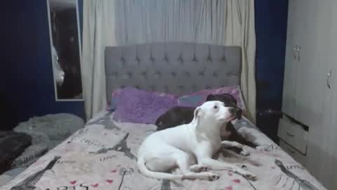 Snapshot of _azalea_65 chatting on November 26, 2025, 2:01 am _azalea_65 online show from November 26, 2025, 2:01 am