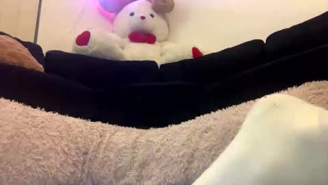 Snapshot of adam_1792 chatting on February 18, 2025, 12:28 pm ENIGMA TZX5114 online show from February 18, 2025, 12:28 pm