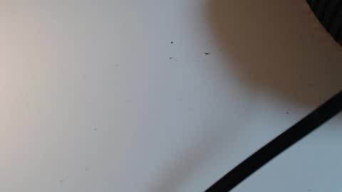 Alid 17 online show from February 16, 2026, 5:31 pm