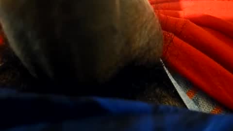 anel794872 online show from February 23, 2026, 6:00 am