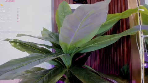 Snapshot of annybuny chatting on January 20, 2025, 11:35 am Ana online show from January 20, 2025, 11:35 am