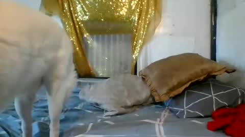 asianladyboy888 online show from December 4, 2024, 7:06 am