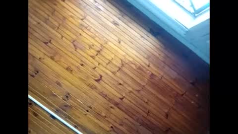 Baby  P online show from February 26, 2026, 9:30 am