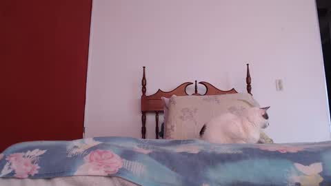 bayonette_black online show from October 4, 2025, 12:03 pm