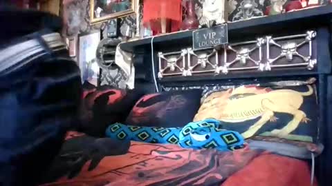 Bazza online show from February 18, 2026, 5:03 am