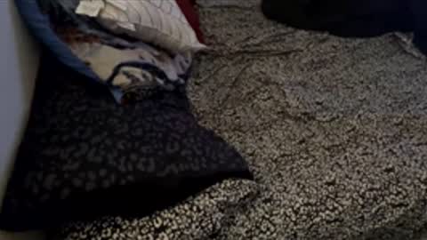 bigdickpapishampoo online show from November 28, 2025, 6:21 pm