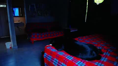 Black Panther online show from May 1, 2026, 11:04 am
