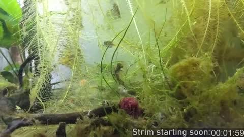 Snapshot of booker_baxton chatting on December 5, 2024, 4:09 am Booker Baxton online show from December 5, 2024, 4:09 am