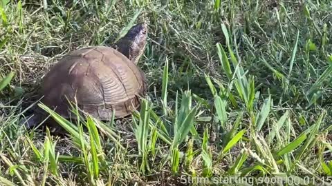 Snapshot of booker_baxton chatting on January 11, 2025, 4:06 am Booker Baxton online show from January 11, 2025, 4:06 am