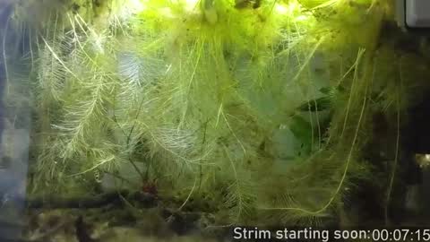 Snapshot of booker_baxton chatting on January 15, 2025, 4:04 am Booker Baxton online show from January 15, 2025, 4:04 am