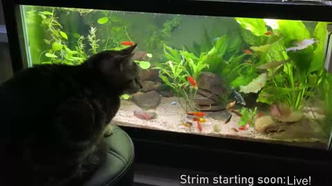 Snapshot of booker_baxton chatting on February 27, 2025, 4:09 am Booker Baxton online show from February 27, 2025, 4:09 am