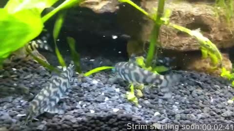 Snapshot of booker_baxton chatting on March 6, 2025, 4:08 am Booker Baxton online show from March 6, 2025, 4:08 am