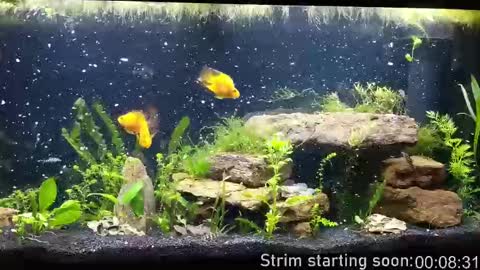 Snapshot of booker_baxton chatting on October 1, 2025, 3:01 am Booker Baxton online show from October 1, 2025, 3:01 am