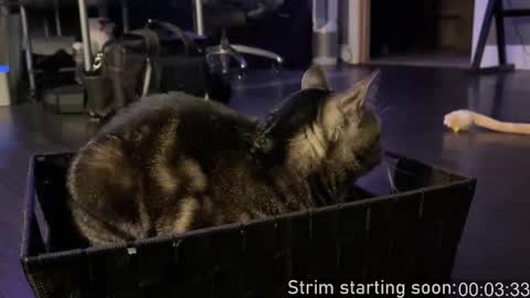 Snapshot of booker_baxton chatting on October 11, 2025, 3:06 am Booker Baxton online show from October 11, 2025, 3:06 am