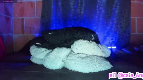 Cata Angel online show from April 28, 2026, 12:09 am