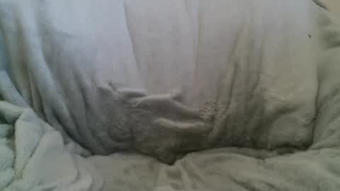 circumsizedbandit online show from February 10, 2025, 11:34 pm