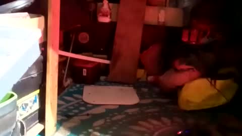 HeyTurkeyBoy online show from January 23, 2025, 9:39 am