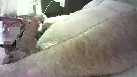 cv79brctba online show from October 29, 2025, 2:58 am