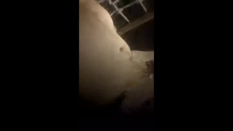 da_p44 online show from March 22, 2026, 2:26 am