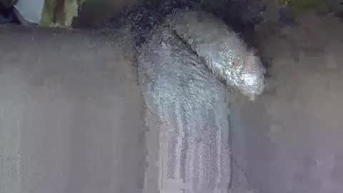 GIANT  Lamar  72 ft  tall  with a  10 inches  BBC   hard quick cumshot in private show lets go online show from June 3, 2026, 3:17 pm