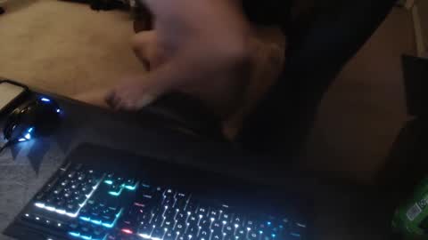 Snapshot of dakota_reilly chatting on September 14, 2025, 11:53 am Dakota online show from September 14, 2025, 11:53 am