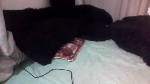 Snapshot of dani9821569006 chatting on September 14, 2025, 3:00 pm dani9821569006 online show from September 14, 2025, 3:00 pm