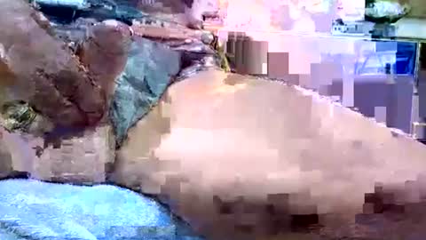 Snapshot of deepdiver3366 chatting on January 19, 2026, 12:14 am Dive Deep online show from January 19, 2026, 12:14 am