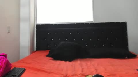 C E L E S T E  online show from October 8, 2025, 7:11 pm