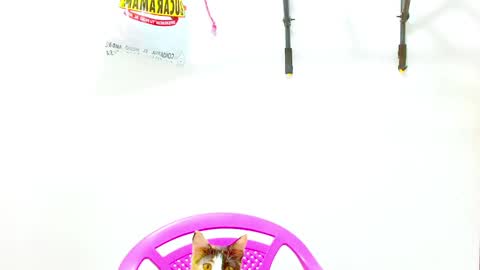 Snapshot of elkingthe chatting on December 2, 2024, 12:40 pm Diana online show from December 2, 2024, 12:40 pm