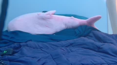 FE fee online show from February 27, 2025, 9:25 pm