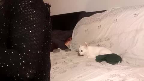 Snapshot of full4cefull chatting on September 24, 2025, 4:32 pm Pizzaz online show from September 24, 2025, 4:32 pm