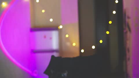 happy_cat_house2 online show from December 11, 2024, 6:31 pm