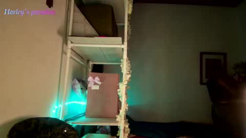 Snapshot of harleyparadise chatting on November 28, 2025, 6:16 am 900 am to 300 pm - GTM 5 Weekdays online show from November 28, 2025, 6:16 am