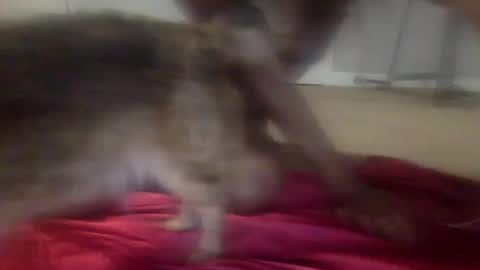 iysisfv online show from September 26, 2025, 2:04 am