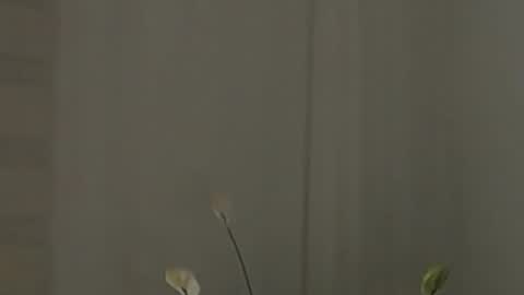 Snapshot of katejolie chatting on February 2, 2025, 7:52 am Help me with rate thanks online show from February 2, 2025, 7:52 am