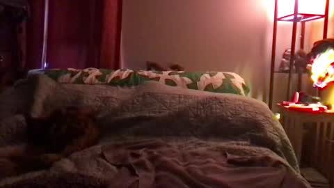 Snapshot of kitejackdaw chatting on December 8, 2024, 9:52 pm Kite Jackdaw Bi Trans Man online show from December 8, 2024, 9:52 pm