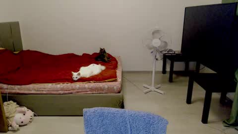 Snapshot of kitten_jenny01 chatting on February 10, 2025, 12:41 am Jennyblonde and Emmabrunette online show from February 10, 2025, 12:41 am