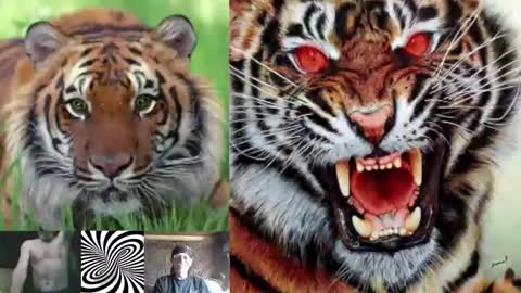 Snapshot of kodiakpm1 chatting on November 16, 2025, 2:00 pm kodiakpm1 online show from November 16, 2025, 2:00 pm