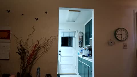 lacybell online show from March 8, 2025, 11:37 am