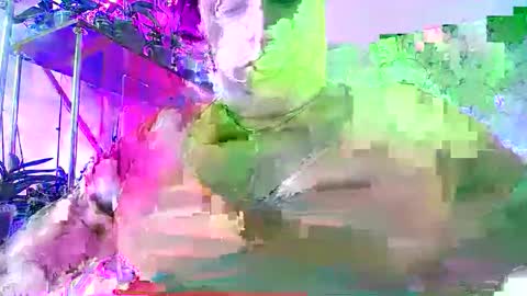 Snapshot of lady_gloria chatting on November 30, 2025, 6:39 am Lady Gloria online show from November 30, 2025, 6:39 am