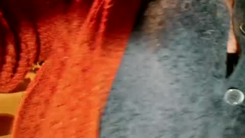 laureanne online show from December 13, 2024, 8:26 pm