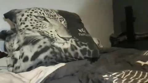 Lex6699 online show from March 31, 2026, 7:36 pm