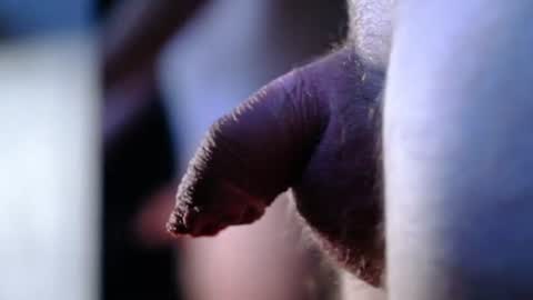 littlescrapper69 online show from October 9, 2025, 3:04 am