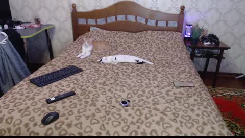 Snapshot of llevella chatting on December 30, 2024, 12:11 am Sevy online show from December 30, 2024, 12:11 am