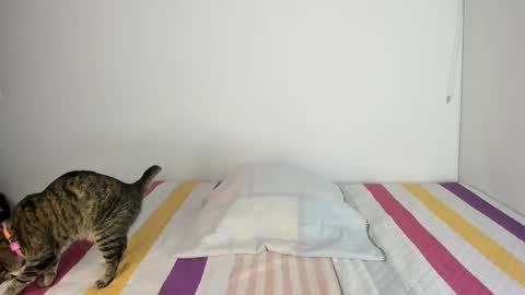 instagram  nueela   online show from November 13, 2025, 11:14 pm