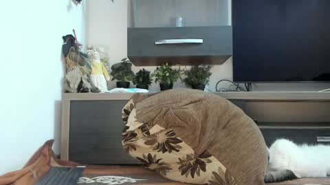 Snapshot of mellbell_ chatting on March 5, 2025, 11:05 pm MellyMell online show from March 5, 2025, 11:05 pm