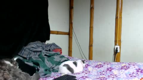 Mia  Sam online show from June 25, 2026, 2:33 am