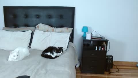 Michael  Iris online show from December 14, 2025, 5:02 am