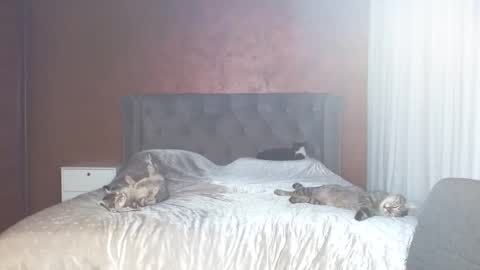 Snapshot of mishakiss34 chatting on January 31, 2026, 7:11 pm Misha online show from January 31, 2026, 7:11 pm